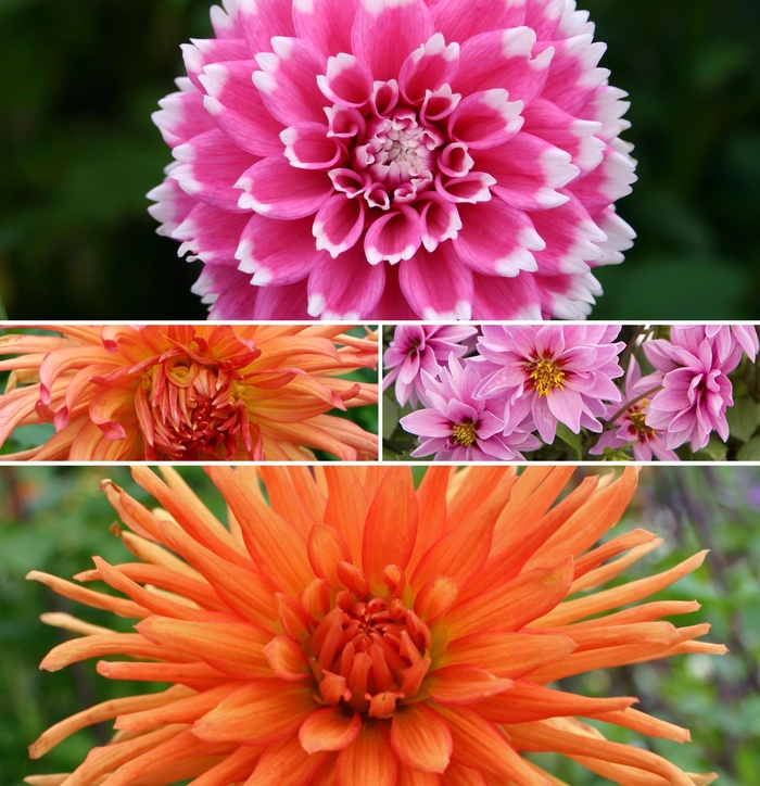 Babylon Red - Dahlia from Bloomfield Garden Center