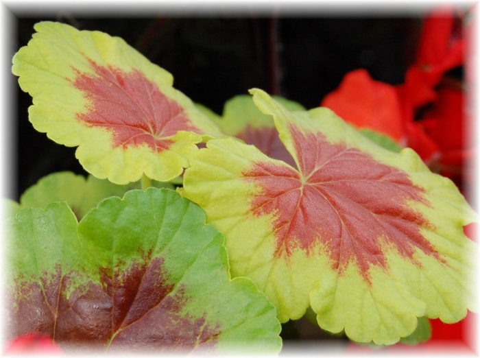 Occold Shield - Geranium - Exotic from Bloomfield Garden Center