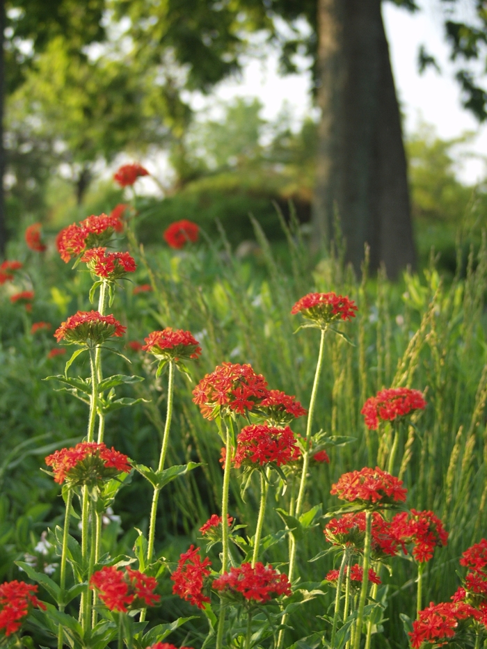 Maltese Cross - Lychnis chalcedonica from Bloomfield Garden Center