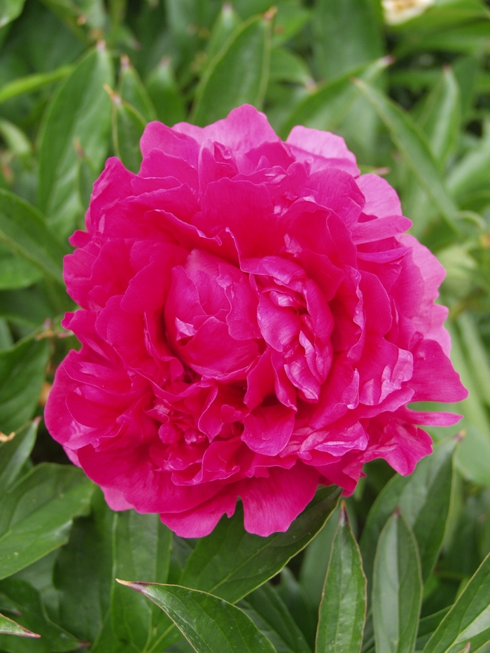 Felix Supreme - Paeonia lactiflora from Bloomfield Garden Center