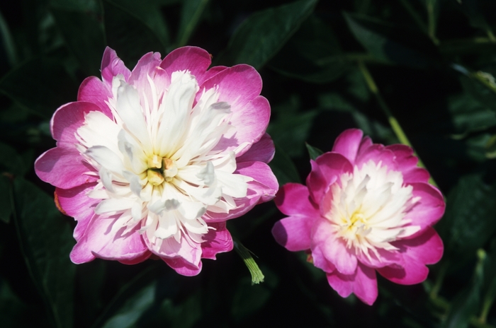 Gay Paree - Paeonia lactiflora from Bloomfield Garden Center