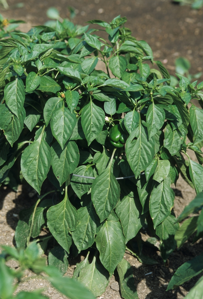 'Mandarin' Mandarin Pepper - Capsicum annuum from Bloomfield Garden Center