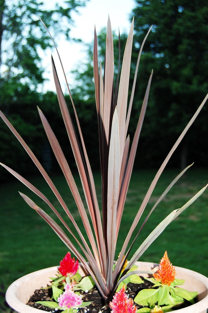 Red Star spike - Cordyline australis from Bloomfield Garden Center