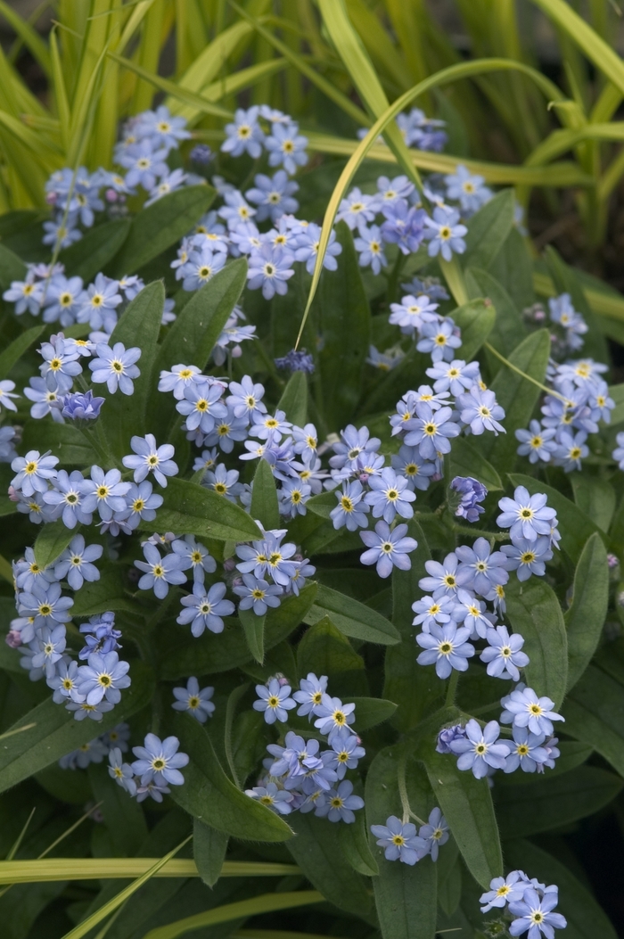 Victoria Blue - Myosotis Forget Me Not from Bloomfield Garden Center