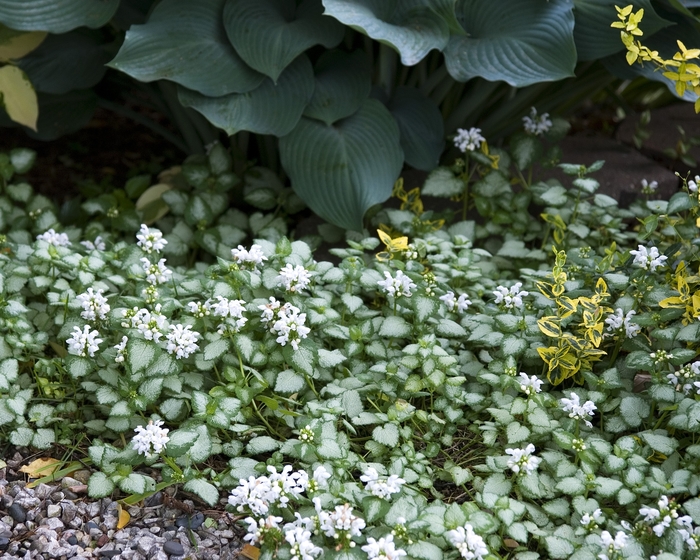 White Nancy - Lamium from Bloomfield Garden Center