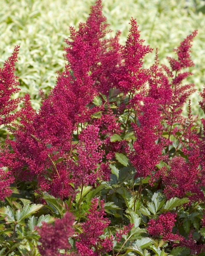 Red Sentinal - Astilbe japonica from Bloomfield Garden Center