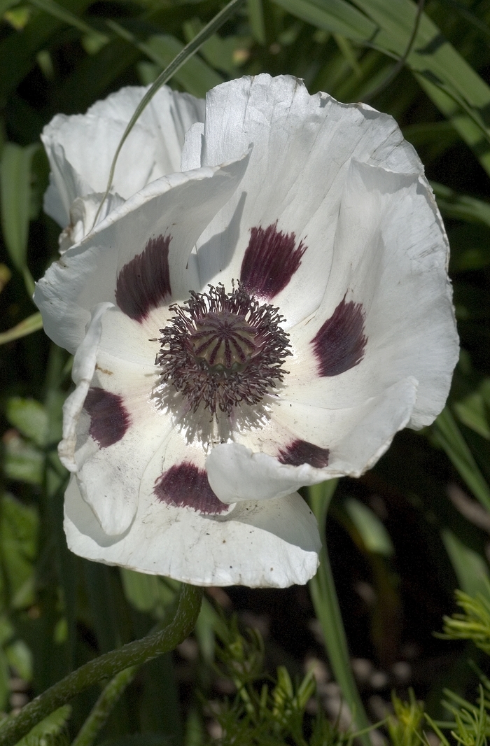 Royal Wedding - Papaver Poppy from Bloomfield Garden Center