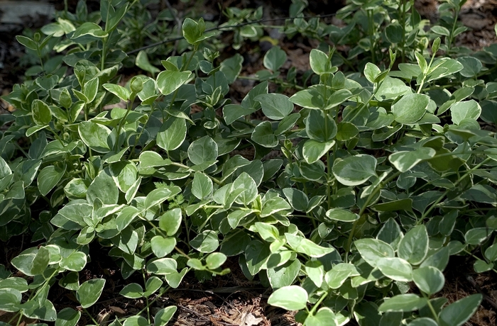 Vinca 'Variegata' - Vinca Vine from Bloomfield Garden Center