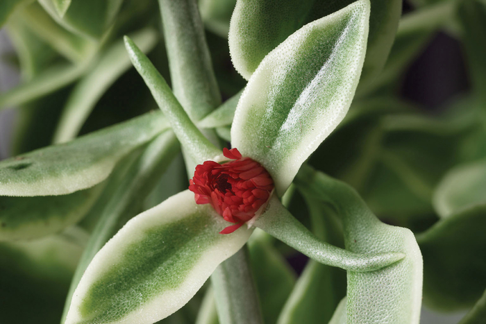 Mezoo&trade; Trailing Red - Dorotheanthus - Ice Plant from Bloomfield Garden Center