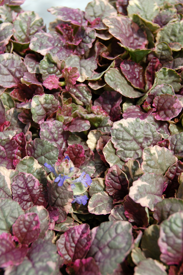 Burgundy Glow - Ajuga Bugleweed from Bloomfield Garden Center