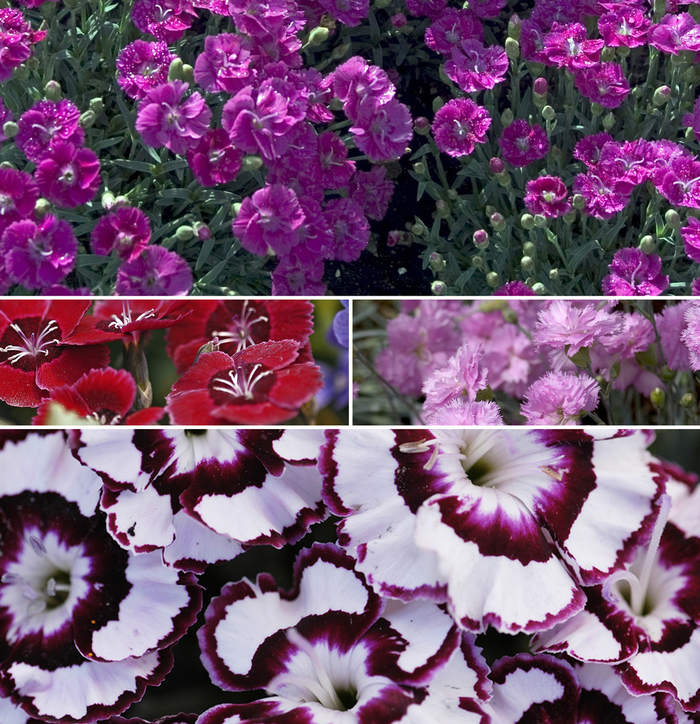 Mad Magenta - Dianthus from Bloomfield Garden Center