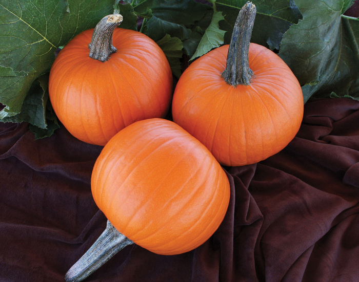 Jack Sprat - Pumpkin from Bloomfield Garden Center