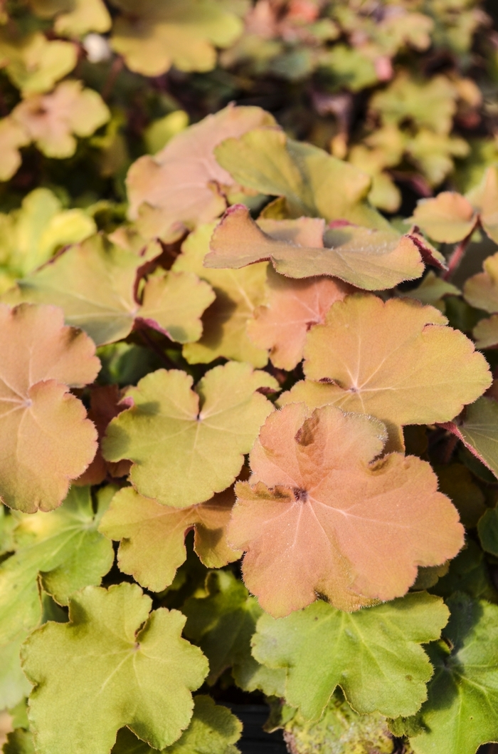 Caramel - Heuchera - Coral Bells from Bloomfield Garden Center