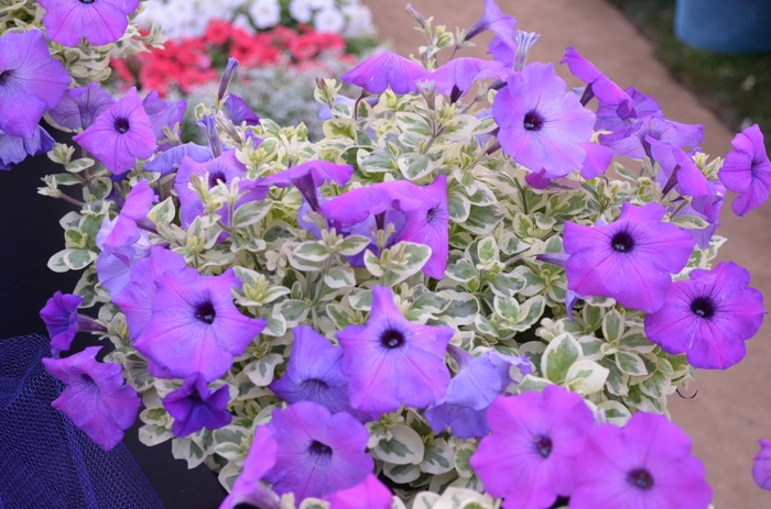 'Glamouflage&trade; 'Grape'' - Petunia - Premium from Bloomfield Garden Center