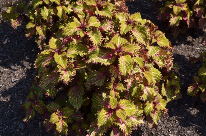 'Peter Wonder' - Coleus from Bloomfield Garden Center