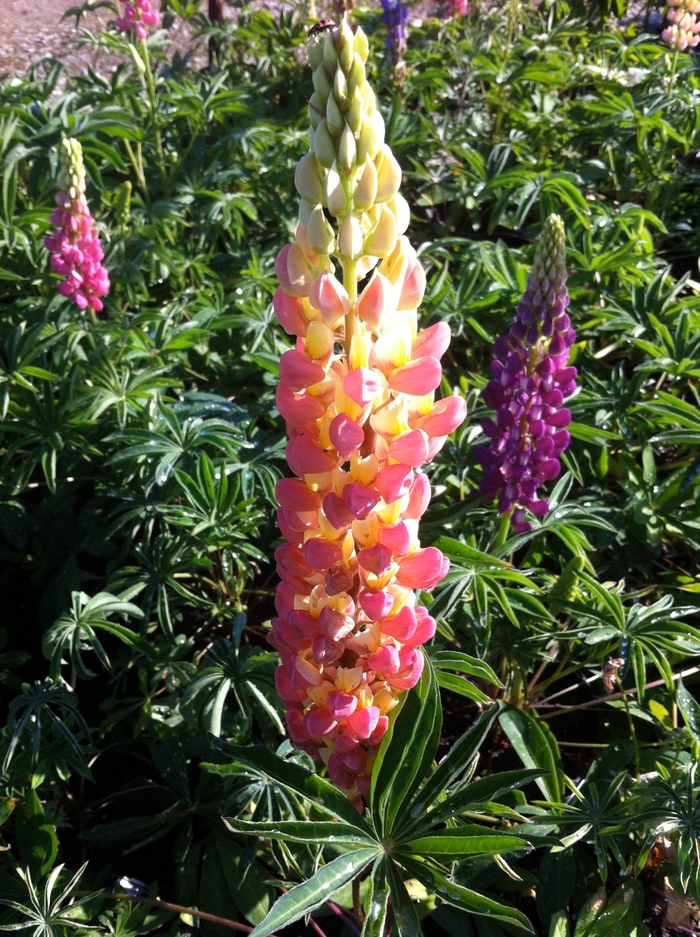 Minarette Dwarf Mix - Lupine from Bloomfield Garden Center