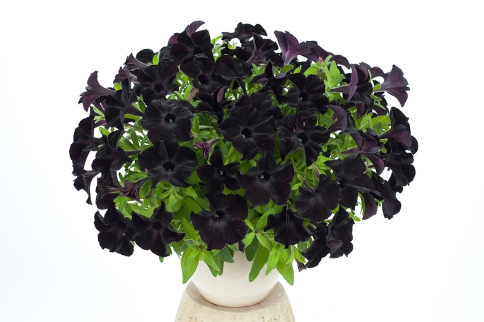 'Black Ray' - Petunia - Premium from Bloomfield Garden Center