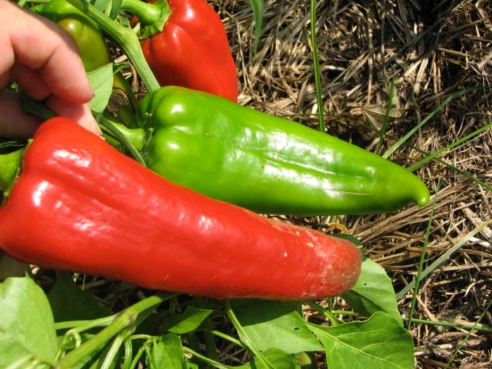 Italian Frying - Pepper - Sweet Non-Bell from Bloomfield Garden Center