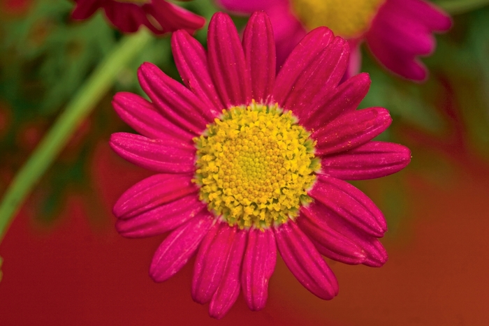 Sassy&reg; Red - Argyranthemum from Bloomfield Garden Center
