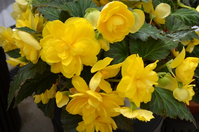 Nonstop&reg; Yellow - Begonia - Tuberous from Bloomfield Garden Center