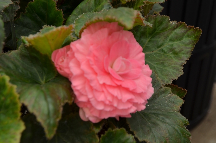 Nonstop&reg; Pink - Begonia - Tuberous from Bloomfield Garden Center