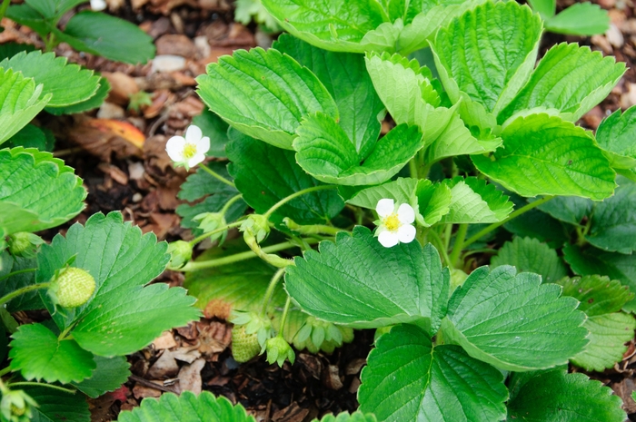 Jewel - Strawberry - Junebearing from Bloomfield Garden Center