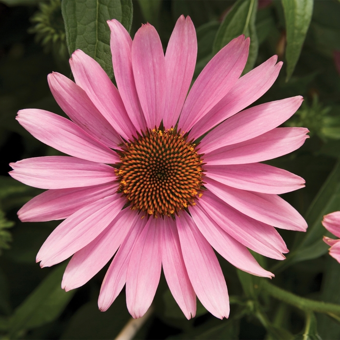 Prairie Splendor Rose - Echinacea - Coneflower from Bloomfield Garden Center