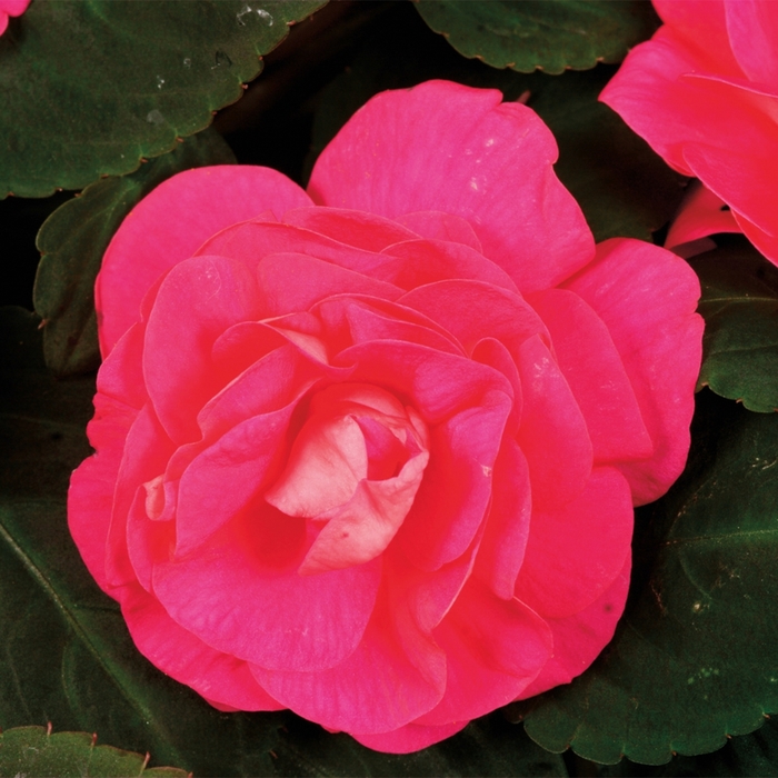 Silhouette&reg; 'Rose' - Impatiens walleriana (Double Impatiens) from Bloomfield Garden Center