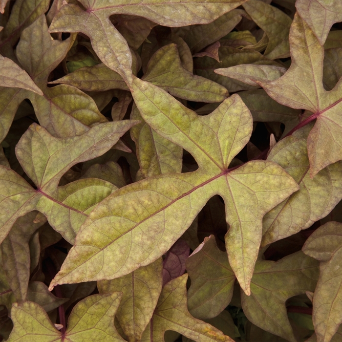 Sidekick&trade; 'Heart Bronze' - Ipomoea - Sweet Potato Vine from Bloomfield Garden Center