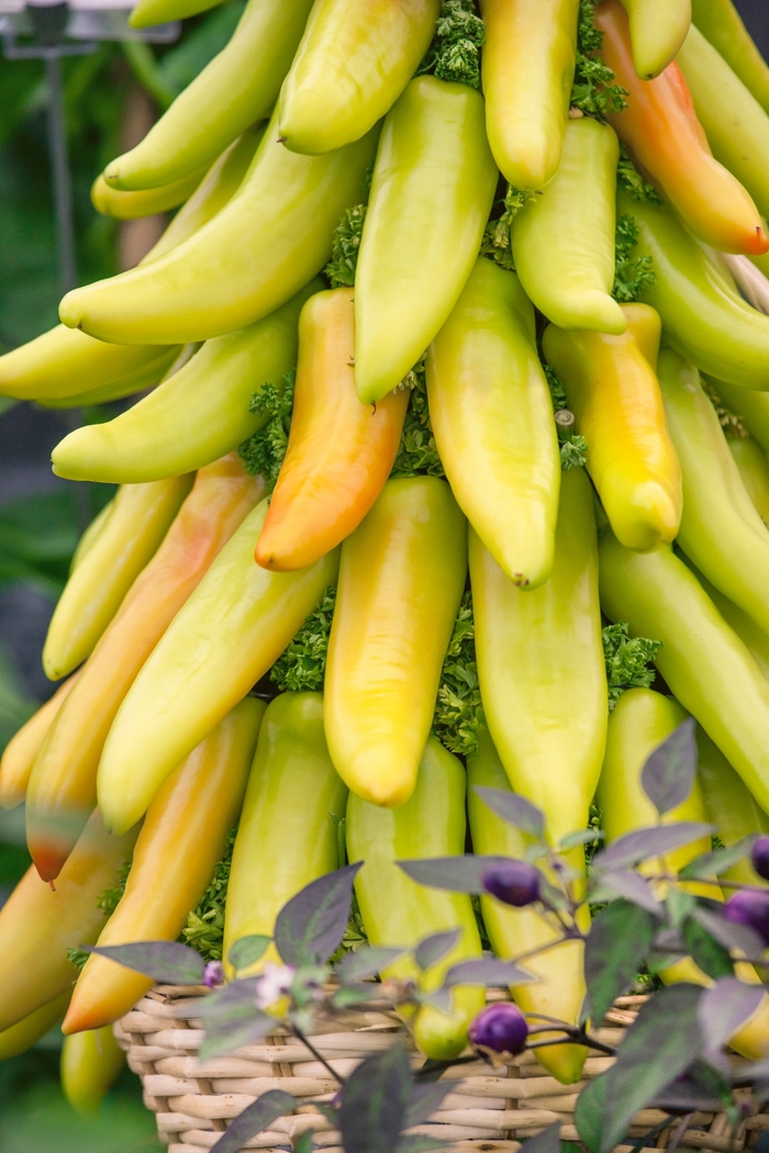 Hungarian Hot Wax Pepper - Capsicum annuum from Bloomfield Garden Center