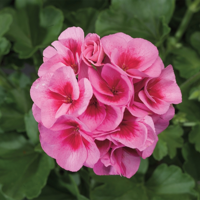 Americana Rose Mega Splash - Geranium - Zonal from Bloomfield Garden Center