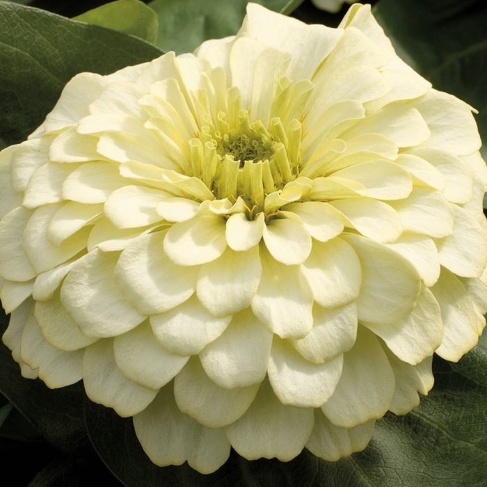 Magellan Ivory - Zinnia from Bloomfield Garden Center