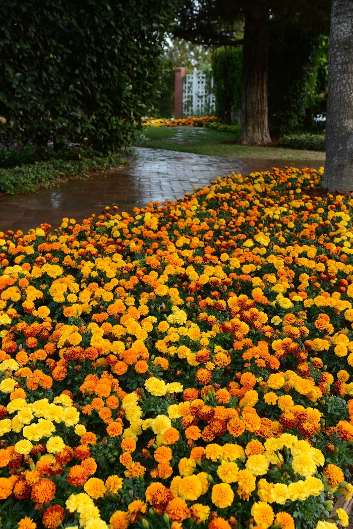 Hot Pak&trade; Mix - Marigold - French from Bloomfield Garden Center