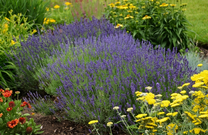 Hidcote Blue - Lavender - English from Bloomfield Garden Center