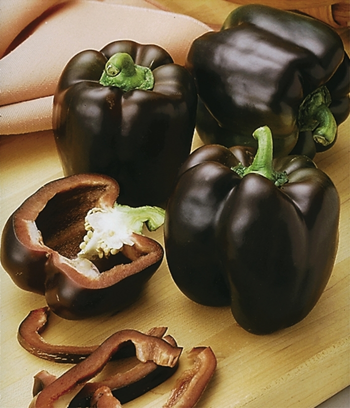 'Chocolate Beauty' Bell Pepper - Capsicum annuum from Bloomfield Garden Center