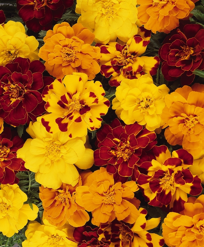 Durango Mix - Marigold - French from Bloomfield Garden Center
