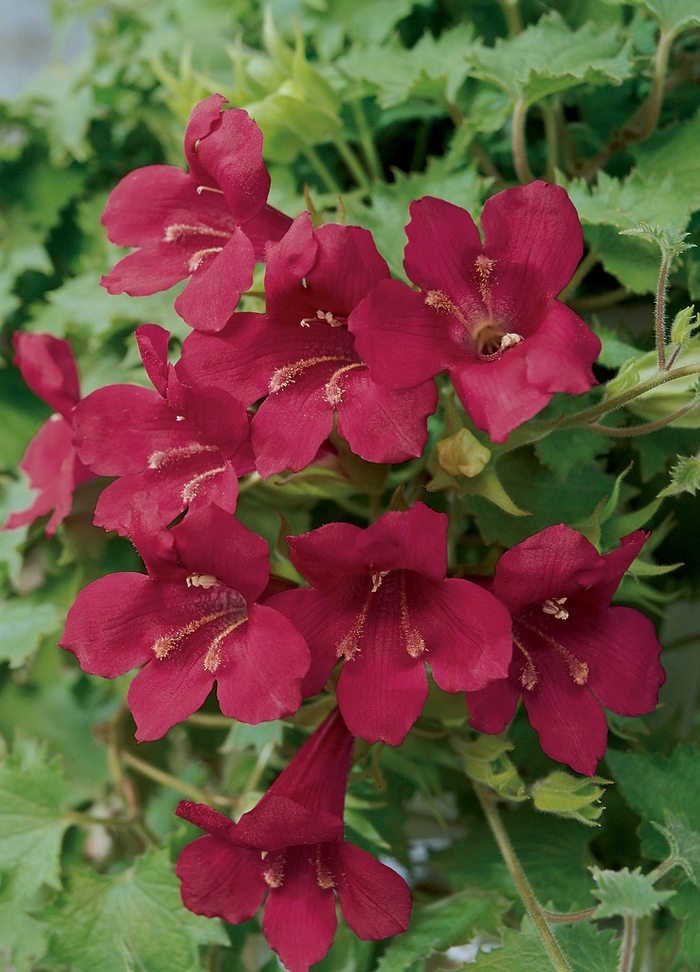 Lofos&reg; Wine Red - Lophospermum hybrid from Bloomfield Garden Center