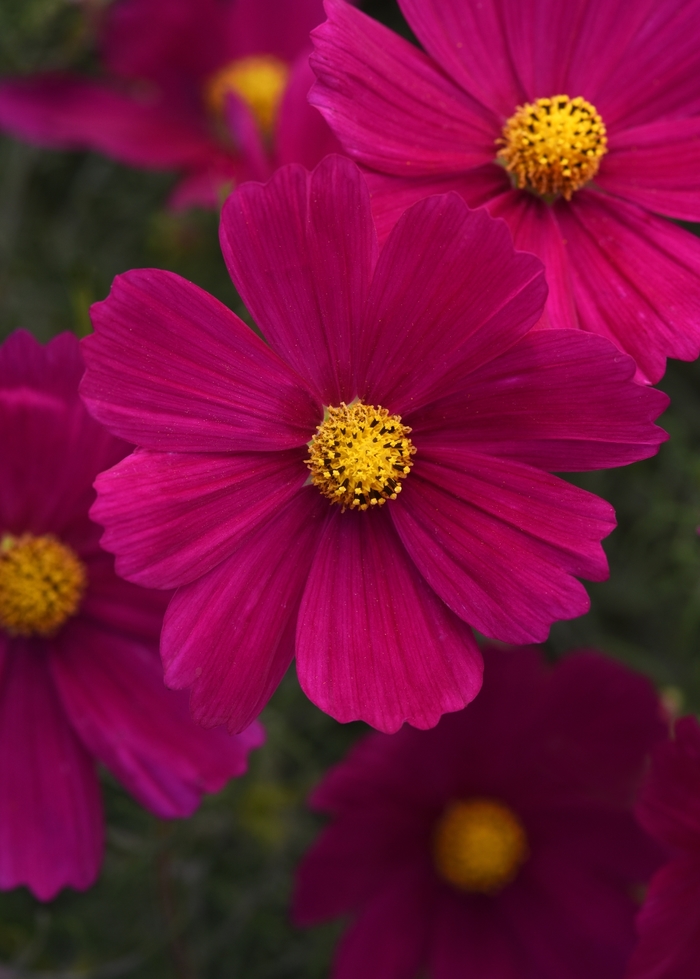 Sonata&trade; 'Carmine' - Cosmos bipinnatus from Bloomfield Garden Center