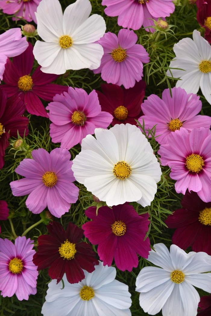 Sonata&trade; 'Mix' - Cosmos bipinnatus from Bloomfield Garden Center