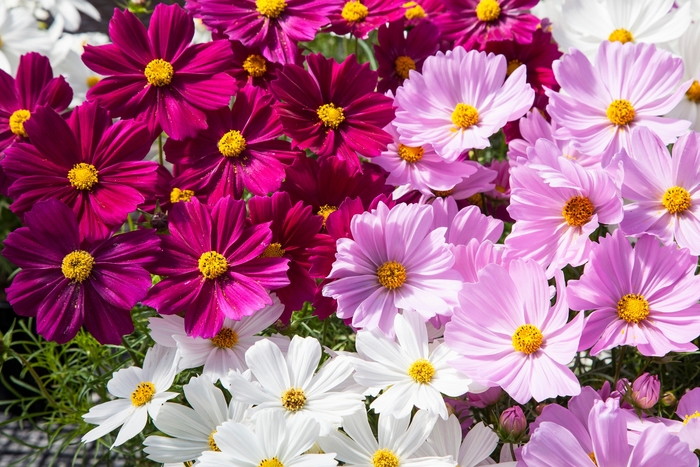 Apollo&trade; Mix - Cosmos from Bloomfield Garden Center