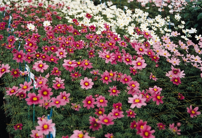 'Versilles Mix' - Cosmos bipinnatus from Bloomfield Garden Center
