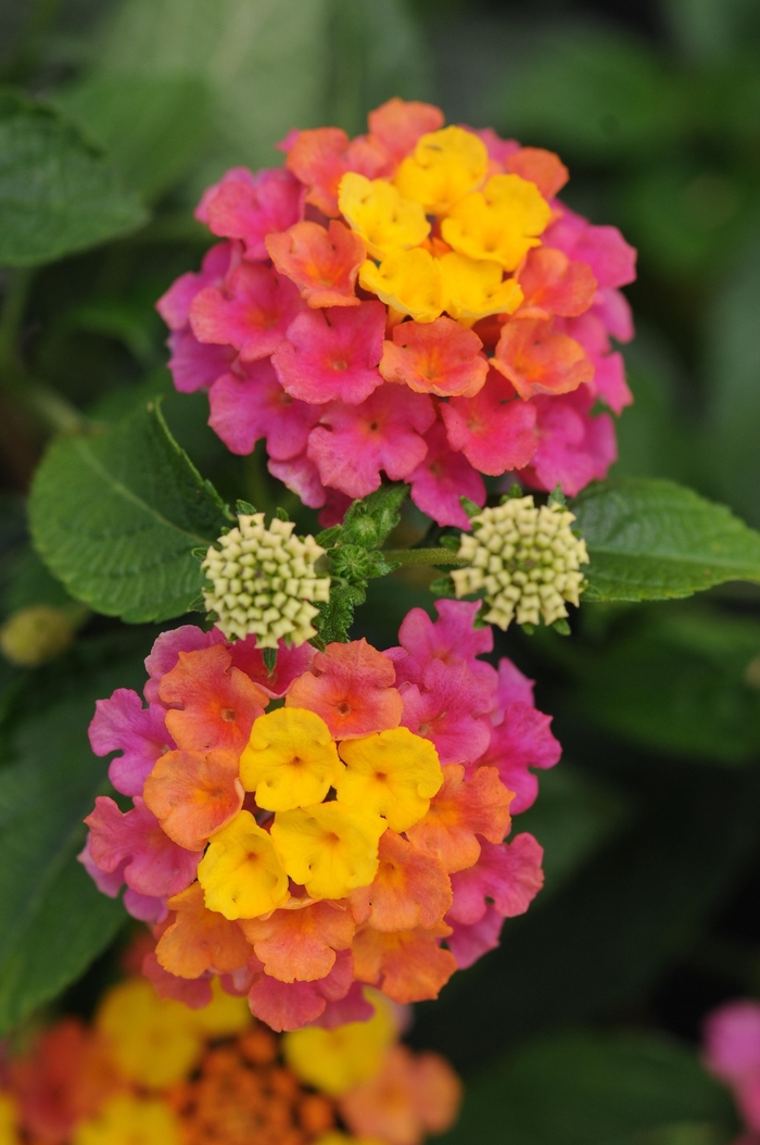 Landmark&trade; 'Sunrise Rose' - Lantana camara from Bloomfield Garden Center