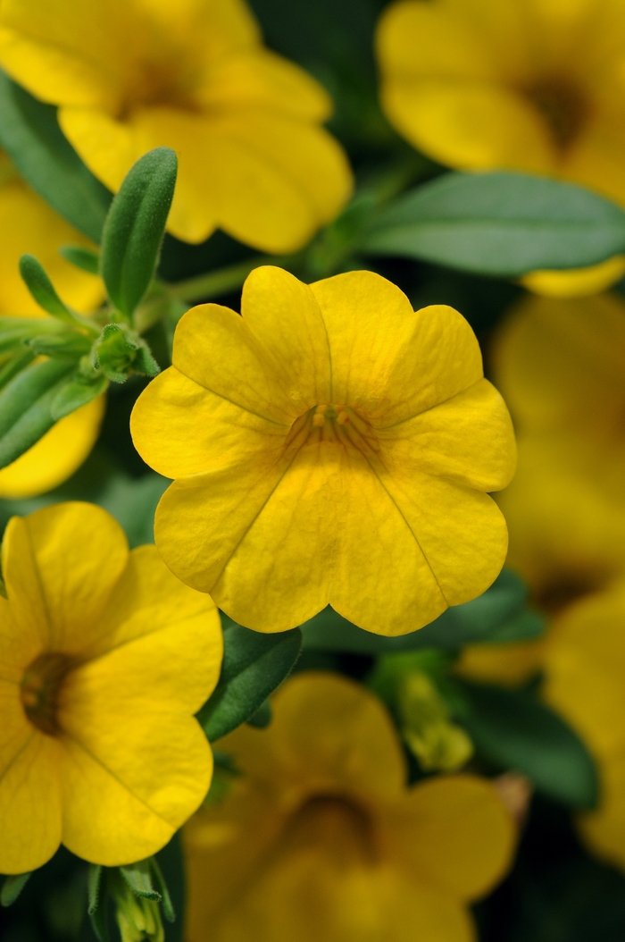 Cabaret&reg;Deep Yellow - Calibrachoa from Bloomfield Garden Center