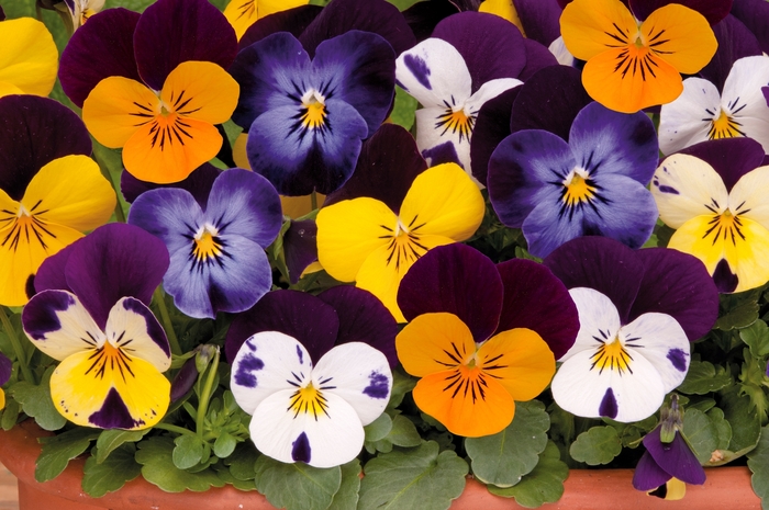 Sorbet&reg; XP Jump Up Mixture Pansy - Viola from Bloomfield Garden Center