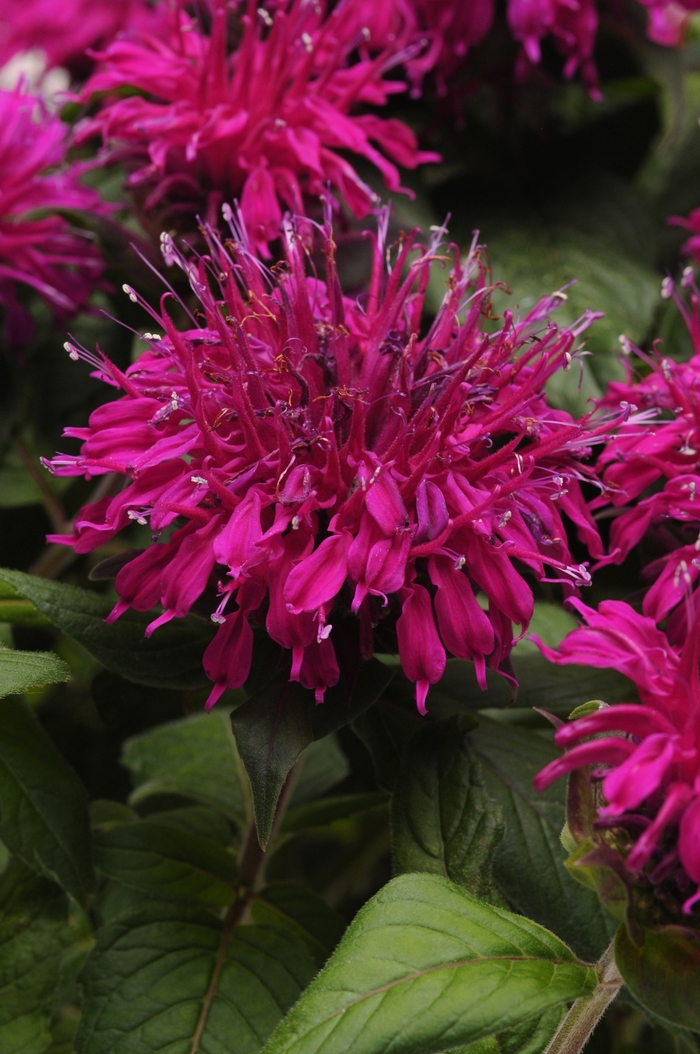 Mahagony - Monarda - Bee Balm from Bloomfield Garden Center