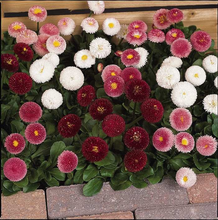 Bellissima&trade; Mix - Bellis perennis from Bloomfield Garden Center