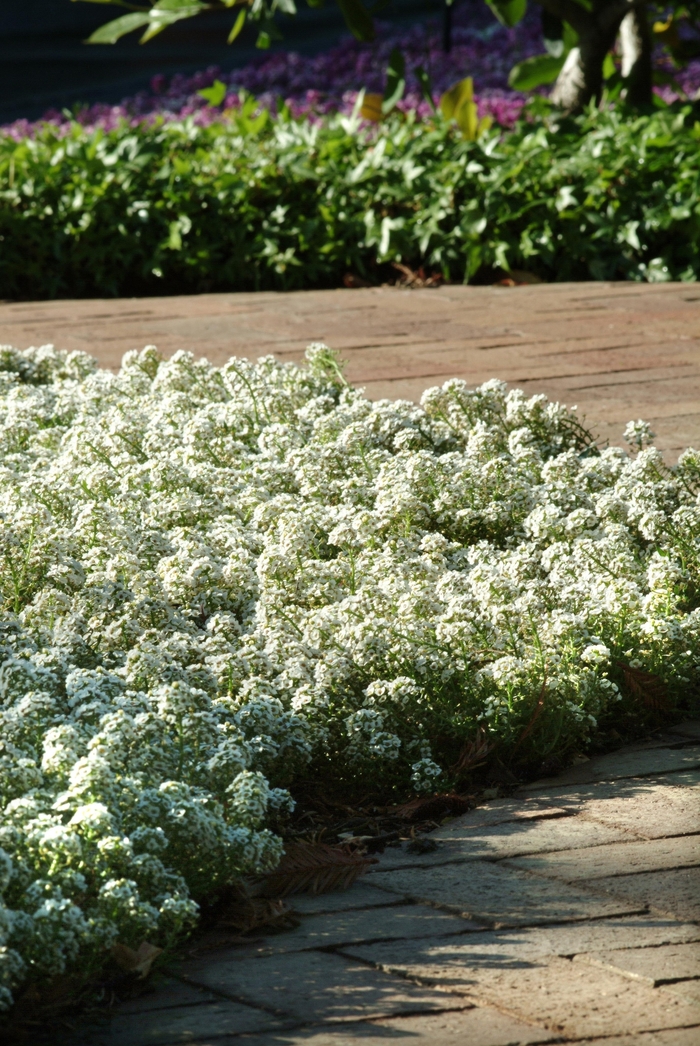 Clear Crystal&reg; 'White' - Lobularia maritima (Alyssum, Sweet Alyssum) from Bloomfield Garden Center