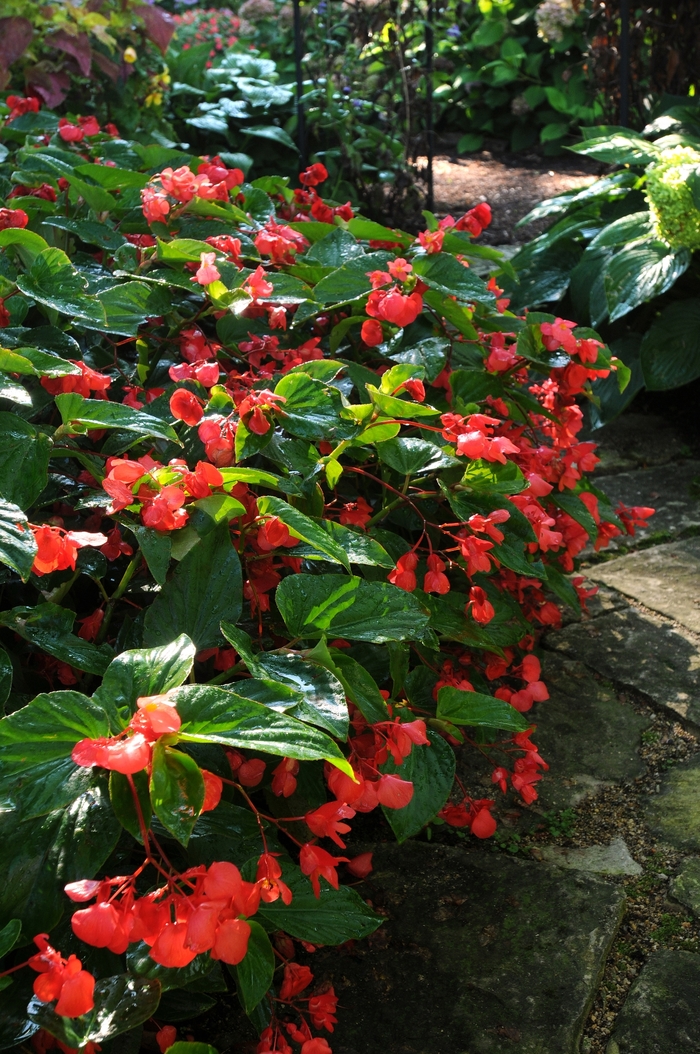 Dragon Wing&reg; Red Begonia - Begonia x hybrida from Bloomfield Garden Center