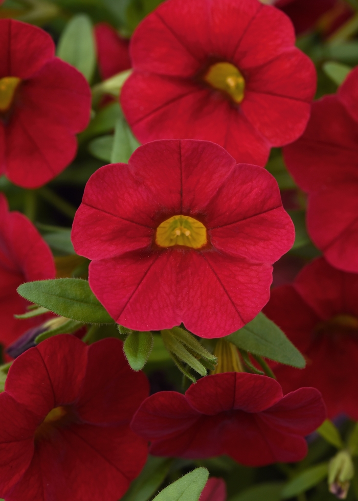 Cabaret&reg; Red - Calibrachoa (Mini Petunia) from Bloomfield Garden Center