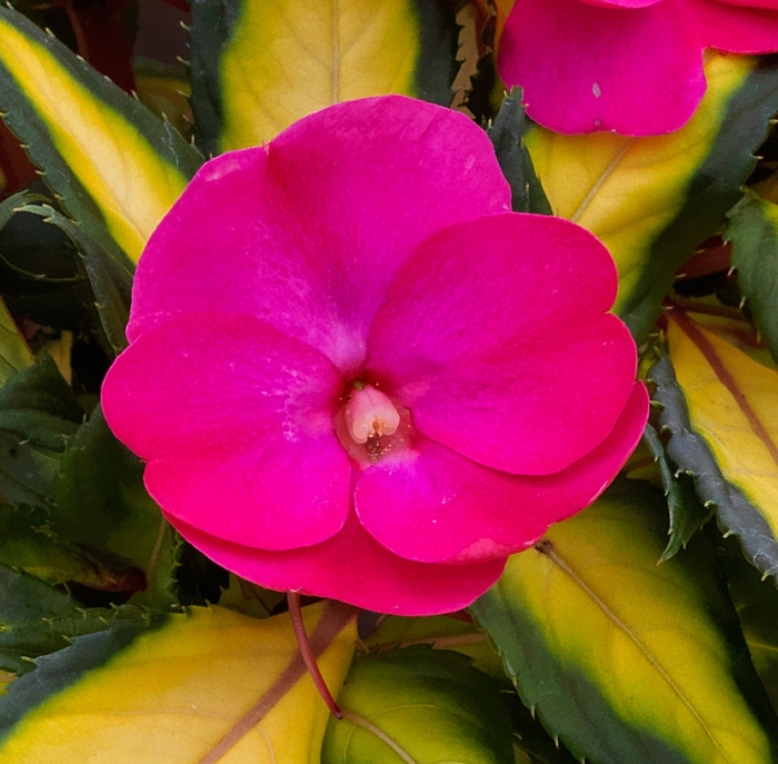 SunPatiens&reg; Compact Tropical Rose - Impatiens from Bloomfield Garden Center